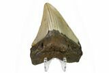 Fossil Megalodon Tooth - North Carolina #166985-2